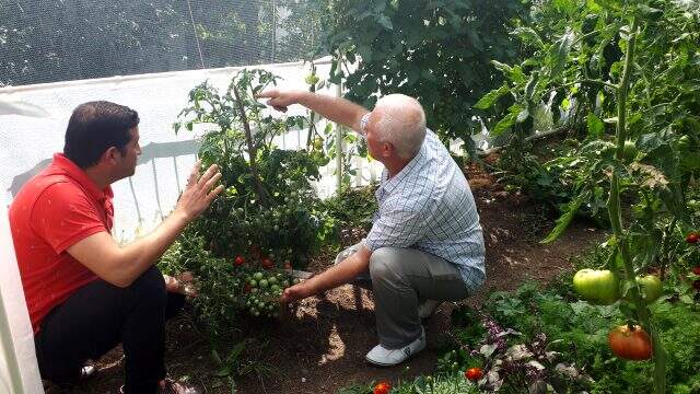 Bu domates bildiklerinizden çok farklı! Bir kökten yüzün üzerinde ürün veriyor Bu domates bildiklerinizden çok farklı! Bir kökten yüzün üzerinde ürün veriyor