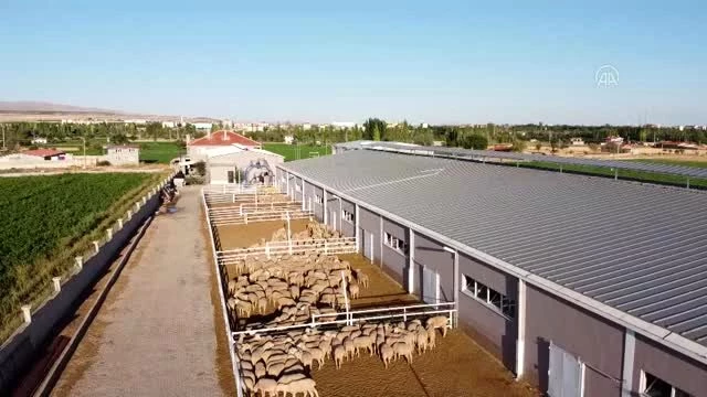 Kocatepe üniversitesi ile özel sektörün iş birliği ile damızlık koyun üretimi talep görüyor
