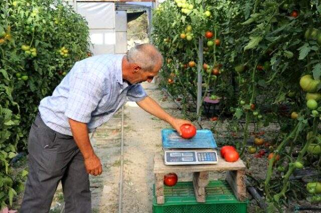 Bombus arıları kullanılarak yetiştirilen domateslerin tanesi 1 kilo geliyor Bombus arıları kullanılarak yetiştirilen domateslerin tanesi 1 kilo geliyor