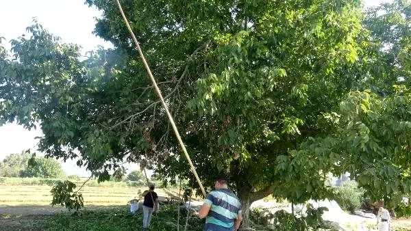 Ekmek parası için cambaz gibi ceviz ağaçlarına çıkıyor