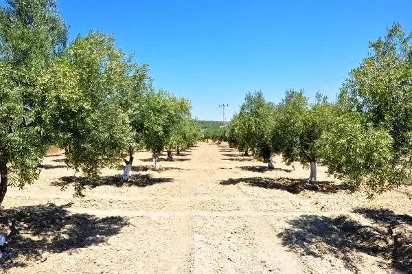 Manisa'da çöl sıcakları zeytin ağaçlarını kuruttu