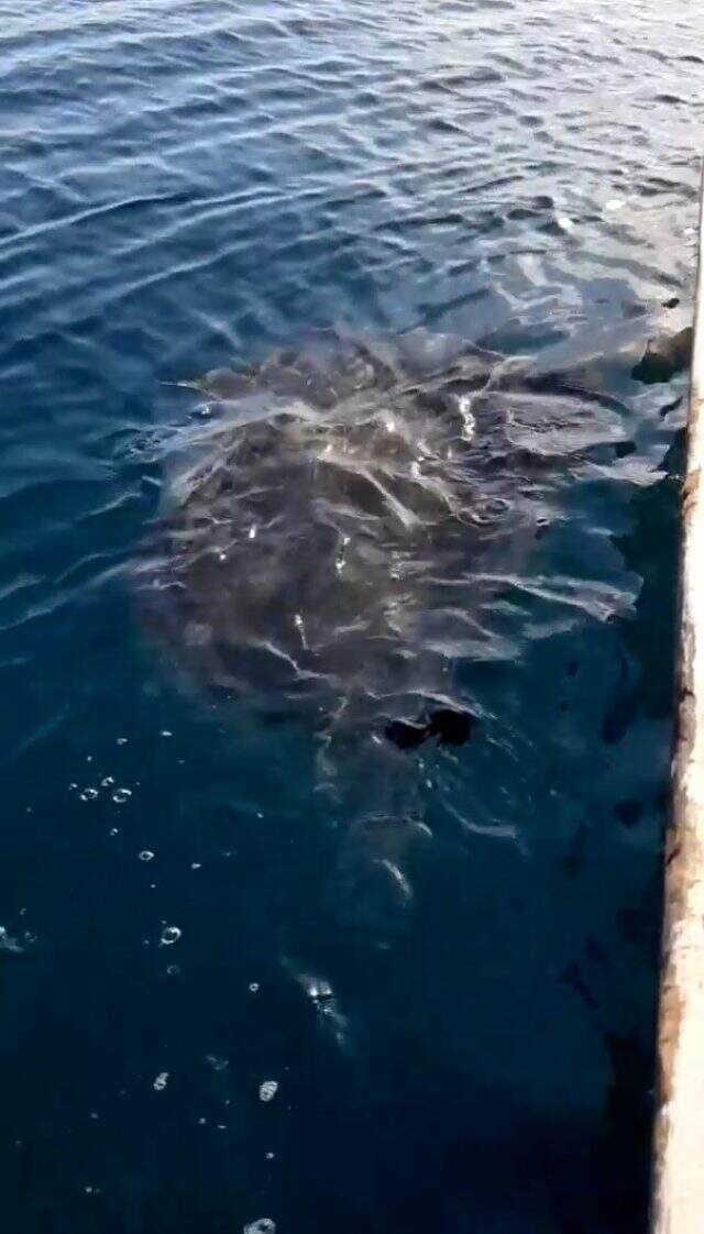 Balıkçı ağına takılan dev vatoz için balıkçılara uyarı: 'İğnesi ok gibi ve ters pençeli'