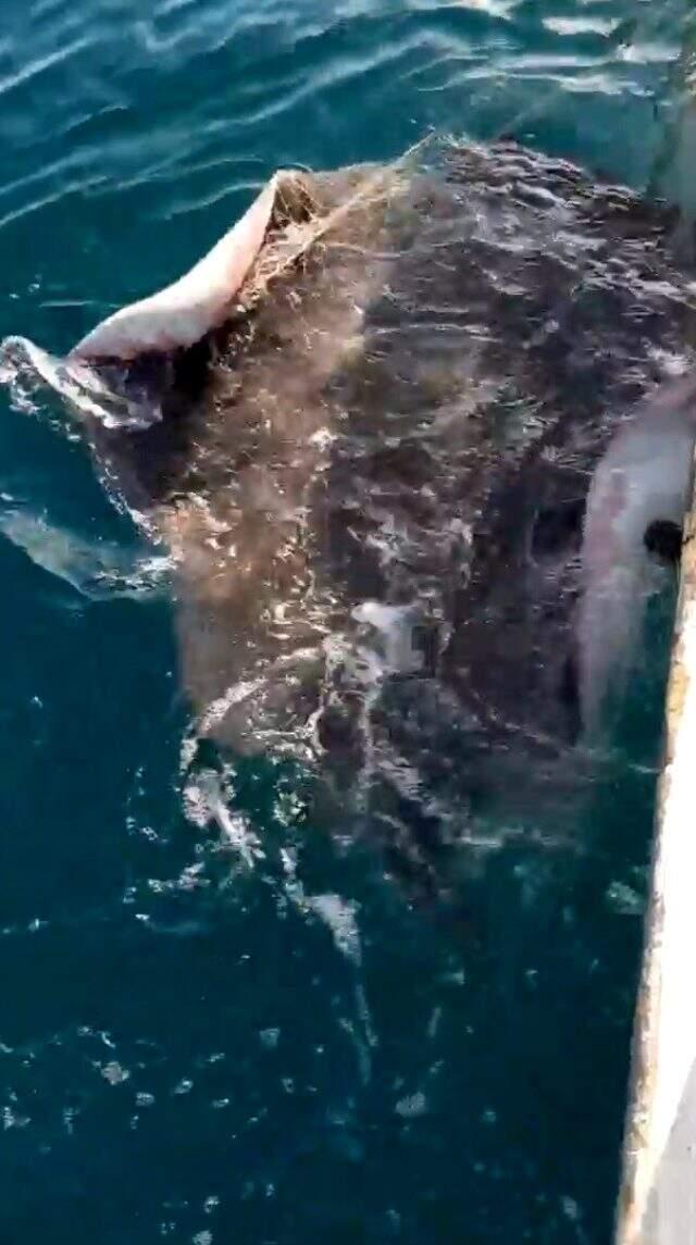 Balıkçı ağına takılan dev vatoz için balıkçılara uyarı: 'İğnesi ok gibi ve ters pençeli'
