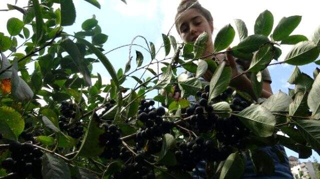 Bir dönüm araziden 40 bin lira kazandırıyor! Ana vatanı Kuzey Amerika olan aronya meyvesini Trabzon'da yetiştirdi