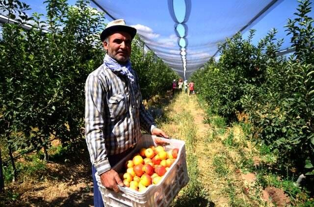 Konyalı çiftçinin ürettiği elmalar henüz dalından toplanmadan 20 ülkeye satılıyor