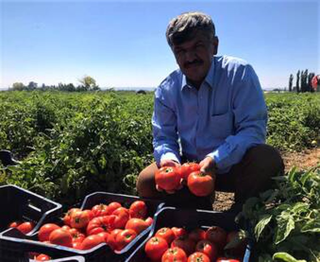 Tarlada 1 lira olan sofralık domates 5 katı fiyatla mutfağa giriyor Tarlada 1 lira olan sofralık domates 5 katı fiyatla mutfağa giriyor