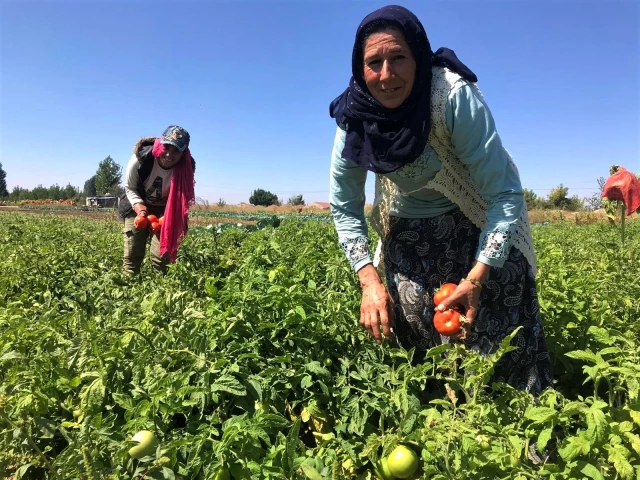 Tarlada 1 lira olan sofralık domates 5 katı fiyatla mutfağa giriyor Tarlada 1 lira olan sofralık domates 5 katı fiyatla mutfağa giriyor