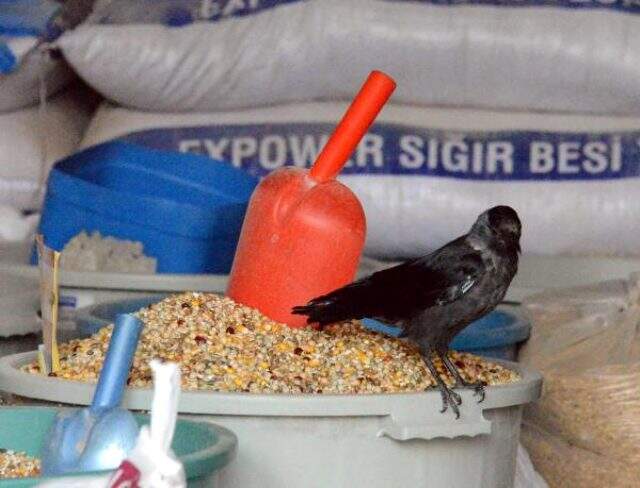 ERZURUM Kedi saldırısından kurtardığı karga yanından ayrılmıyor