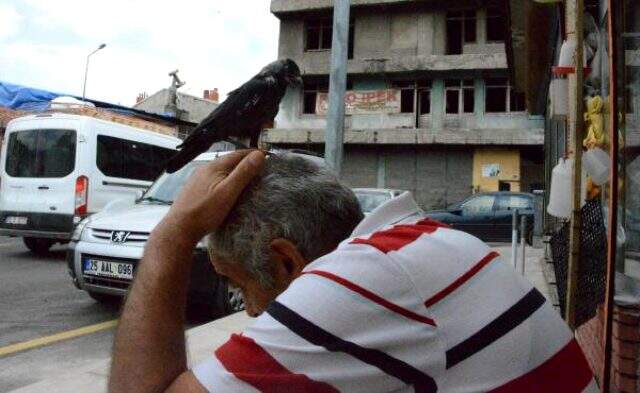 ERZURUM Kedi saldırısından kurtardığı karga yanından ayrılmıyor