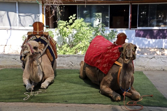 Düden Şelalesi'ndeki develer turistlerin ilgi odağı oldu! 100 metrelik tur 20 TL, fotoğraf çektirmek 10 TL