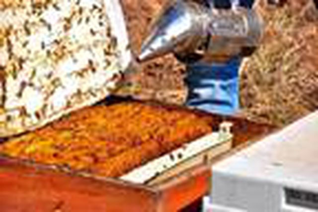 Gramını 700 liradan arı zehri ihraç ediyor