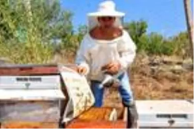 Gramını 700 liradan arı zehri ihraç ediyor