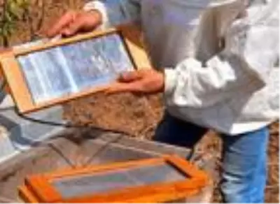 Gramını 700 liradan arı zehri ihraç ediyor