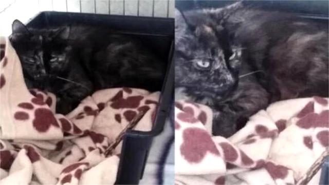 Hollanda'da kaybolan kedi 2 yıl sonra Belçika'da bulundu