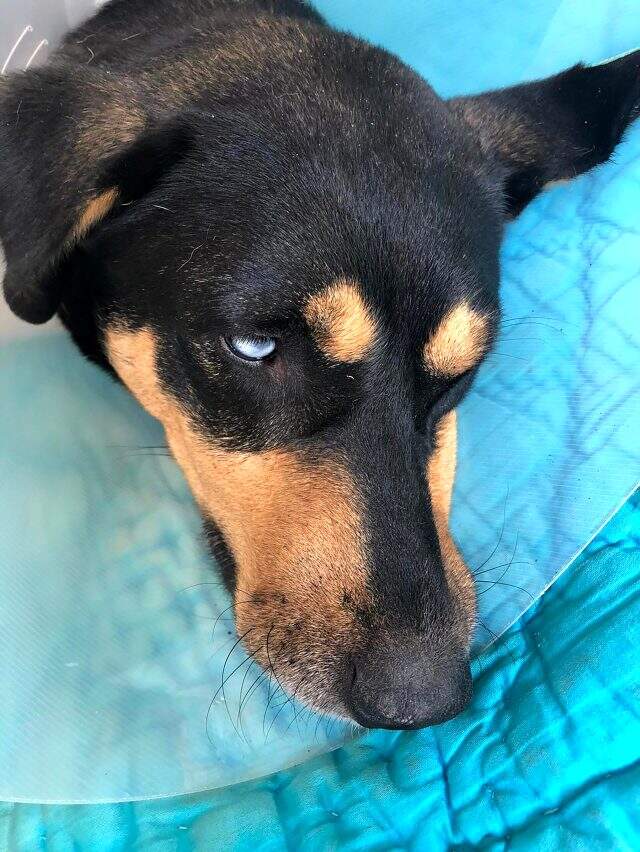 Hayvanseverleri isyan ettiren olay: Köpeğin cinsel organından el feneri çıkarıldı Hayvanseverleri isyan ettiren olay: Köpeğin cinsel organından el feneri çıkarıldı