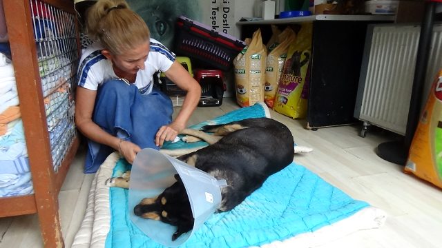 Hayvanseverleri isyan ettiren olay: Köpeğin cinsel organından el feneri çıkarıldı