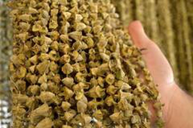 Kilosu 20 liraya satılan bamyanın fiyatı kurutulunca 220 liraya çıkıyor Kilosu 20 liraya satılan bamyanın fiyatı kurutulunca 220 liraya çıkıyor