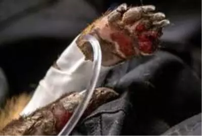 Fotoğraflarla: Brezilya'da tropikal sulak alanları kasıp kavuran yangınlar