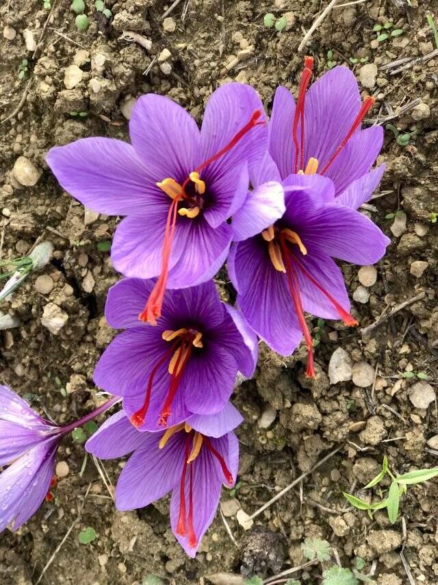 Safranbolu belgesel gibisin!