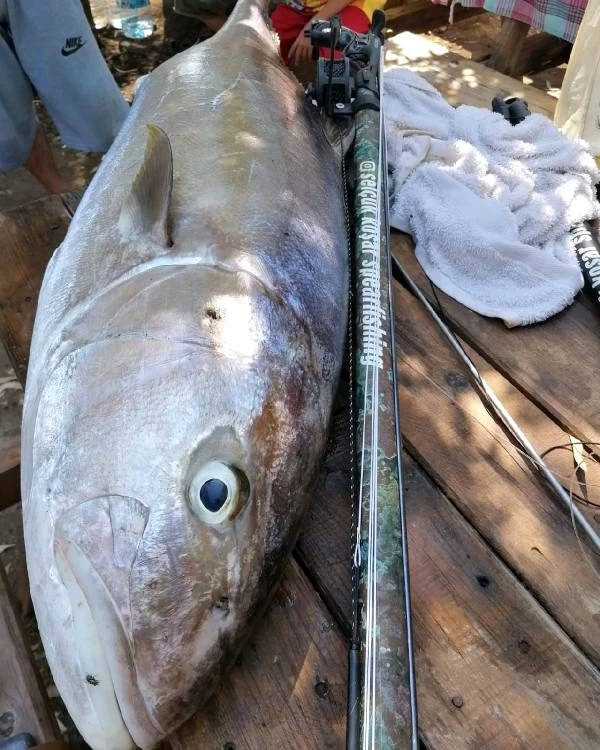 Tatil için gittiği Fethiye'de zıpkınla 35 kilo, 165 santimetre boyunda akya balığı yakaladı