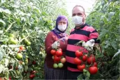 Tarlada 40 kuruşa düşen domatesin kilosu markette 5,95 liradan satılıyor