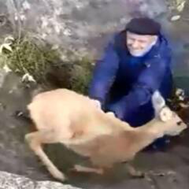 Çukura düşen çaresiz karacayı tüm tehlikelere rağmen yaşlı çift kurtardı Çukura düşen çaresiz karacayı tüm tehlikelere rağmen yaşlı çift kurtardı
