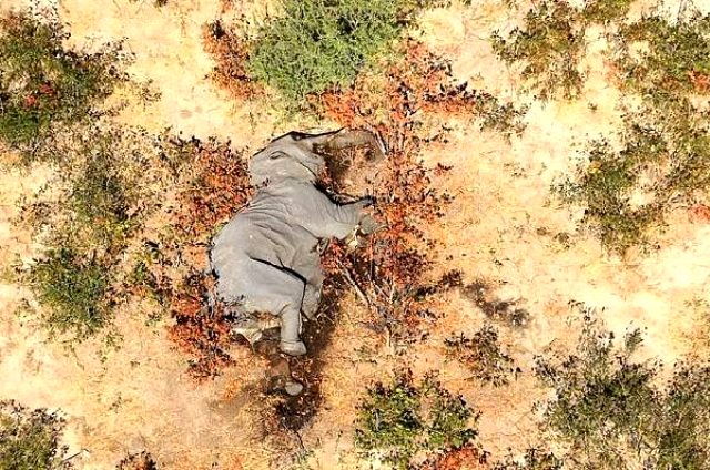300'den fazla filin ölüm nedeninin kirli sular olduğu ortaya çıktı