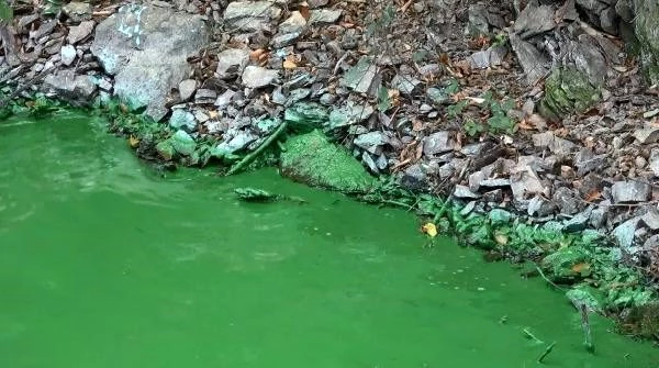 Eyüpsultan'da göle kimyasal atık boşalttılar
