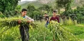 Hakkari'de susam hasadı başladı