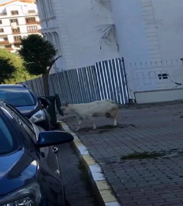 Çekmeköy'de keçinin boynuz darbeleriyle otomobile zarar vermesi kamerada