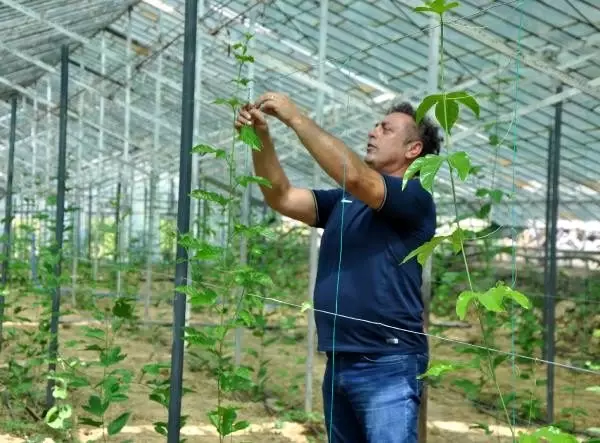 Alanya'da passiflora bahçesi kuran gurbetçi, 15 dekardan yılda 1,5 milyon lira kazanacak