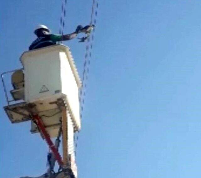 Ayaklarına kuş ölüsü bağlanıp, başına maske takılan şahin kurtarıldı Ayaklarına kuş ölüsü bağlanıp, başına maske takılan şahin kurtarıldı