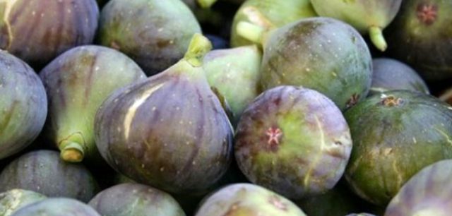 Türkiye incir ihracatından 2 ayda 39 milyon dolar kazandı