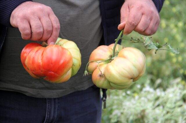 Beyşehirli çiftçi, hobi bahçesinde 1 kilograma ulaşan Osmanlı domatesi yetiştirdi Beyşehirli çiftçi, hobi bahçesinde 1 kilograma ulaşan Osmanlı domatesi yetiştirdi