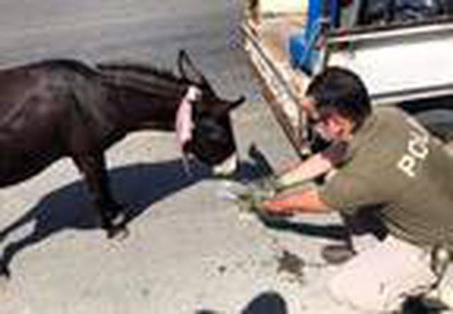 Bakanlık bünyesinde oluşturulan ekip, hamile eşeğe yapılan zulme 'Dur' dedi