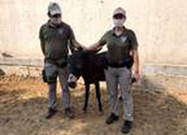 Bakanlık bünyesinde oluşturulan ekip, hamile eşeğe yapılan zulme 'Dur' dedi