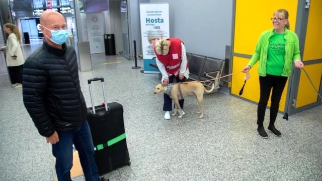 Helsinki Havalimanı'nda koronavirüsü tespit eden köpekler göreve başladı