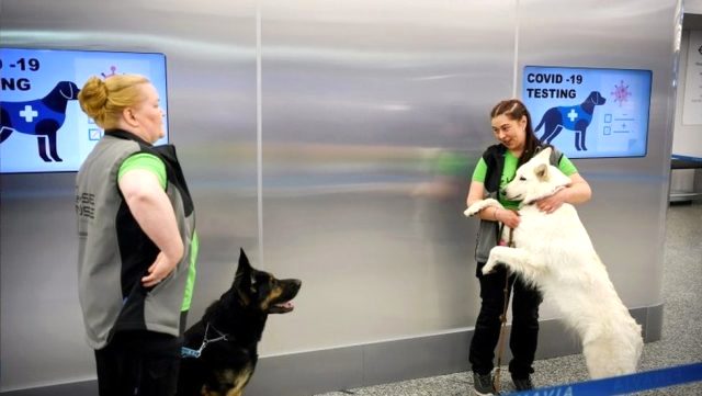 Helsinki Havalimanı'nda koronavirüsü tespit eden köpekler göreve başladı