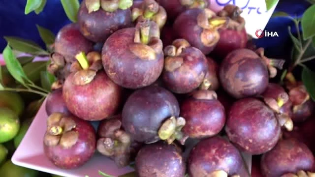 Alanya'da yetişen tropik meyveler 350 liraya varan fiyatlarıyla dudak uçuklatıyor