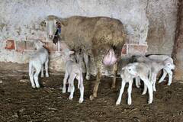 Beşiz doğuran koyun şaşırttı