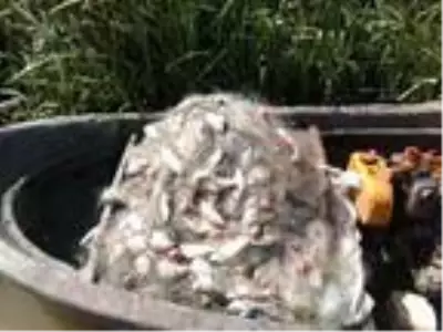 Yılda 9 kez üreyebilen İsrail sazanı nedeniyle balıkçılar kan ağlıyor