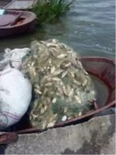 Yılda 9 kez üreyebilen İsrail sazanı nedeniyle balıkçılar kan ağlıyor