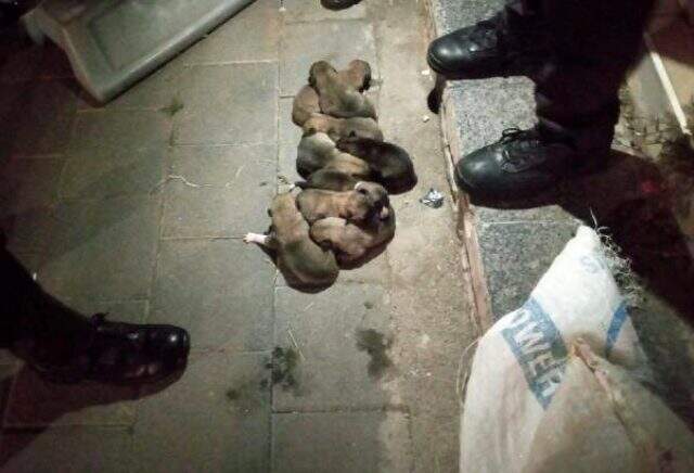 13 yavru köpek, çuval içerisinde sokağa atıldı 13 yavru köpek, çuval içerisinde sokağa atıldı