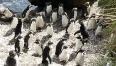 Tristan da Cunha: Koronavirüsün uğramadığı, dünyanın 'en uzak' adasında yaşam