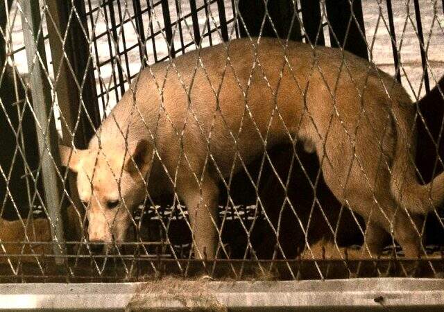 Güney Kore'de 200 köpeğin tutulduğu yeni bir köpek eti pazarı tespit edildi