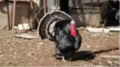 Adı Hülya Avşar ile anılan adada, 17 yıldır 'Robinson' hayatı yaşıyorlar