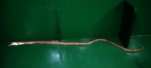 Atlantik Okyanusu'nun dikenli yılan balığı Çanakkale Boğazı'nda yakalandı