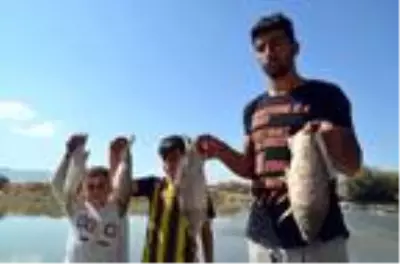 Karasu Nehri'nde kıyıya vuran balıkların saçabileceği tehlikeyi umursamayan vatandaşlar pişirip yiyor