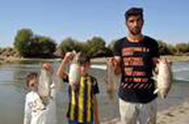 Karasu Nehri'nde kıyıya vuran balıkların saçabileceği tehlikeyi umursamayan vatandaşlar pişirip yiyor