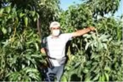 Pazarda tanesi 10 liradan satılan avokado, hırsızların hedefi oldu Pazarda tanesi 10 liradan satılan avokado, hırsızların hedefi oldu